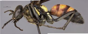 Media type: image;   Entomology 27137 Aspect: habitus lateral view